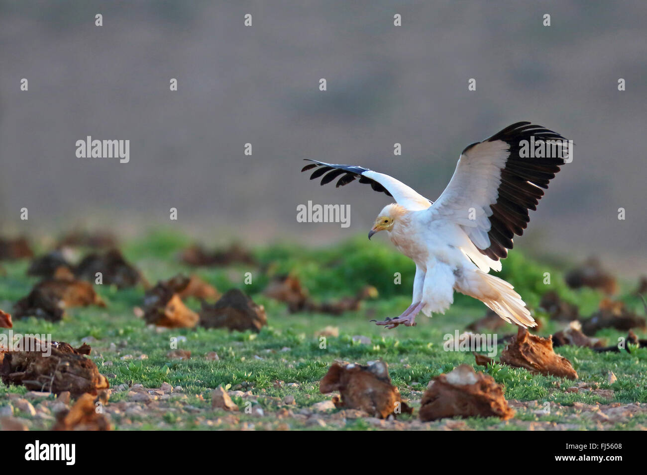 Avvoltoio capovaccaio (Neophron percnopterus), lo sbarco a terra, vista laterale, Isole Canarie Fuerteventura Foto Stock