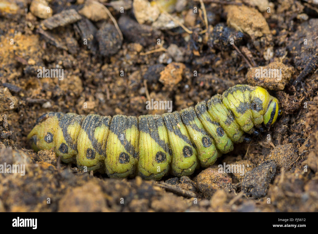 Convolvulus hawkmoth, gloria di mattina sphinx moth (Agrius convolvuli, Herse convolvuli Sphinx convolvuli), Caterpillar sul terreno prima pupation, in Germania, in Baviera, Niederbayern, Bassa Baviera Foto Stock