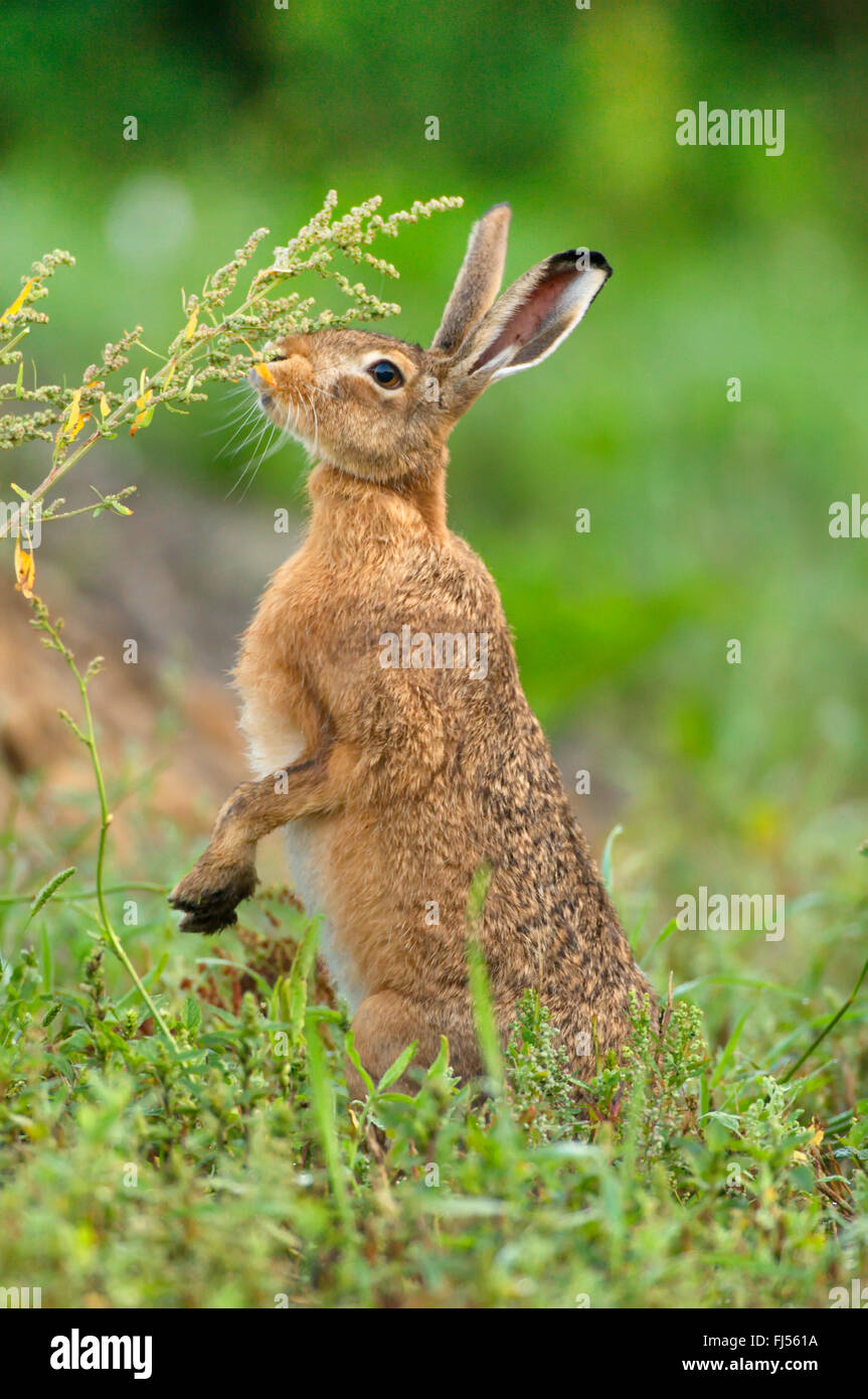 Lepre europea, Marrone lepre (Lepus europaeus), sui mangimi in un prato, Germania, il Land Brandeburgo Foto Stock