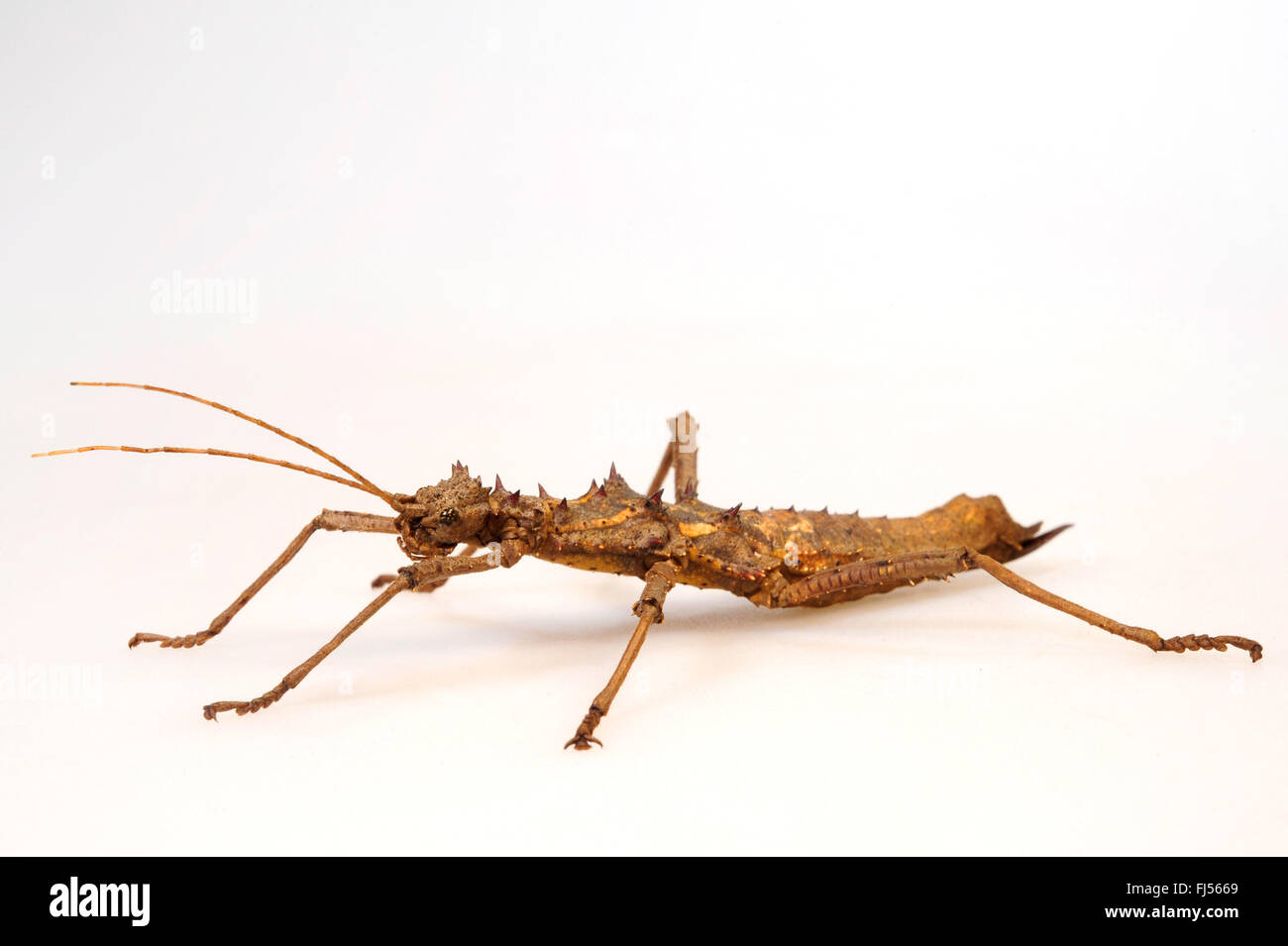 Spinosa Stick insetto (Aretaon asperrimus), femmina, cut-out Foto Stock