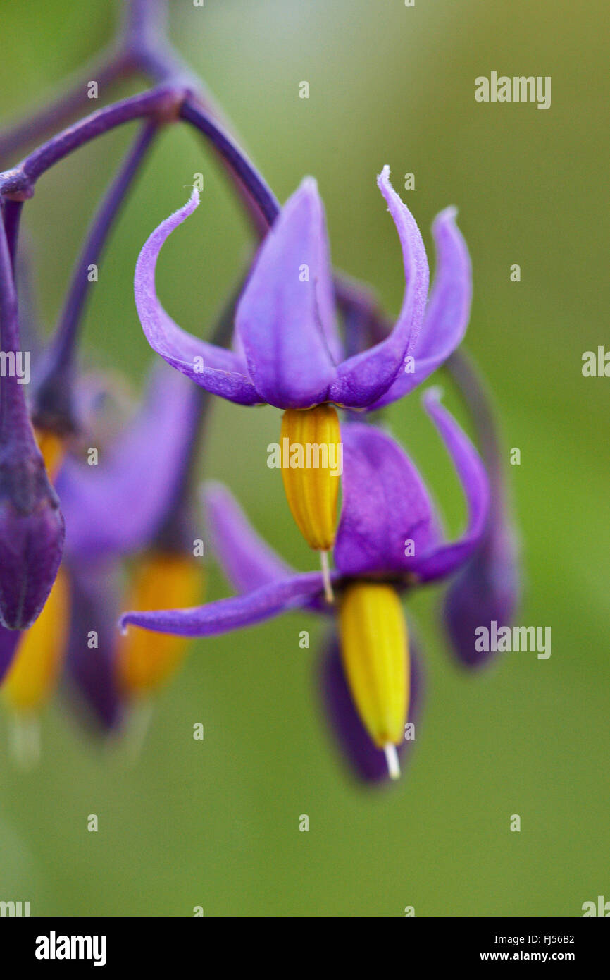 Bitter nightshade, amaro nightshade, woody nightshade, arrampicata nightshade (Solanum dulcamara), fiori, Danimarca, Jutland Foto Stock