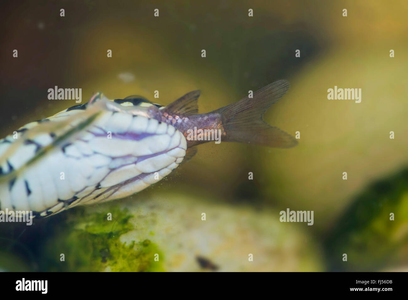 Serpente D'acqua Dolce Immagini e Fotos Stock - Alamy