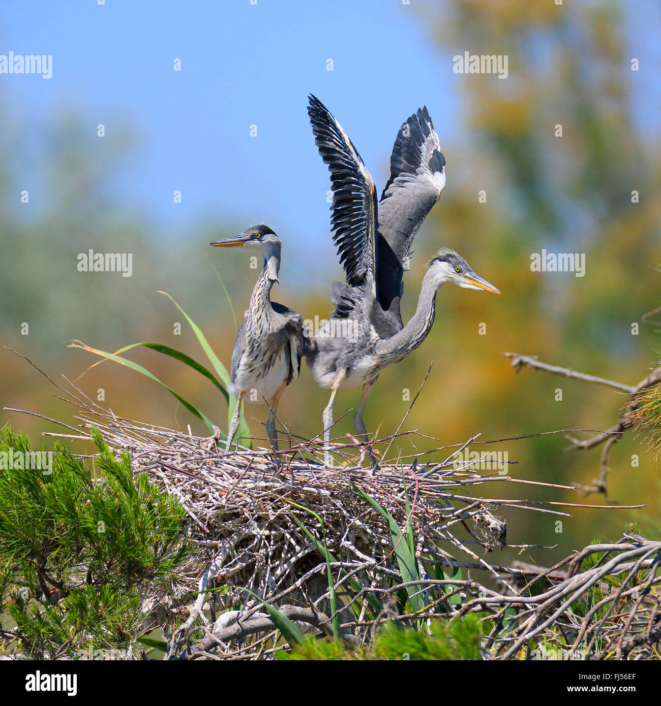 Airone cinerino (Ardea cinerea), tentare di volo di un uccello giovanile al nido, Francia, Camargue Foto Stock