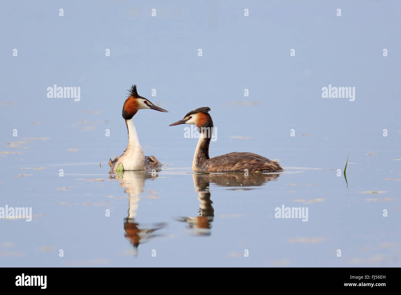 Svasso maggiore (Podiceps cristatus), coppia di nuoto, Grecia, il lago di Kerkini Foto Stock