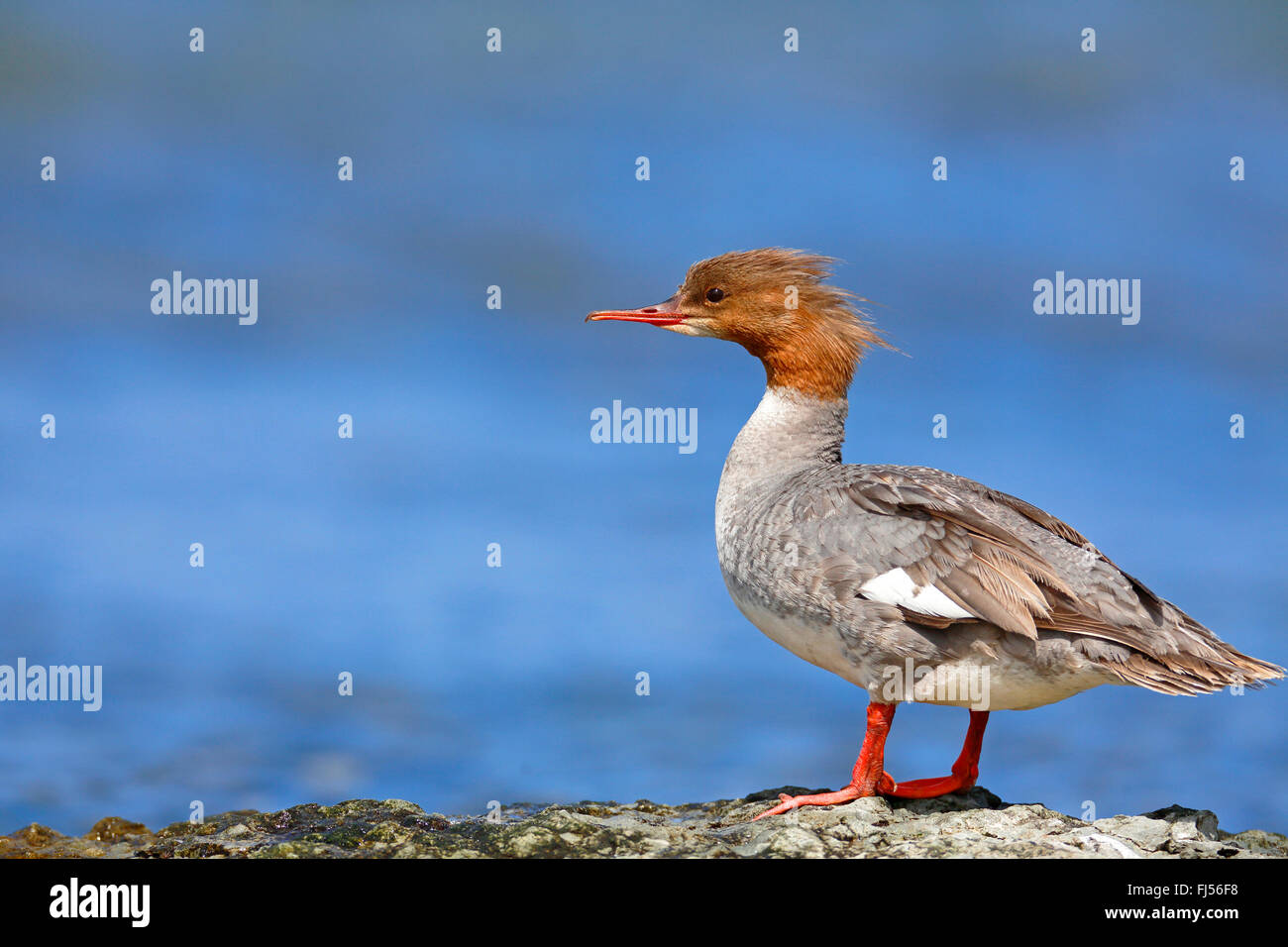 Smergo maggiore (Mergus merganser), femmina in piedi su una pietra in riva al mare, Svezia, Oeland Foto Stock