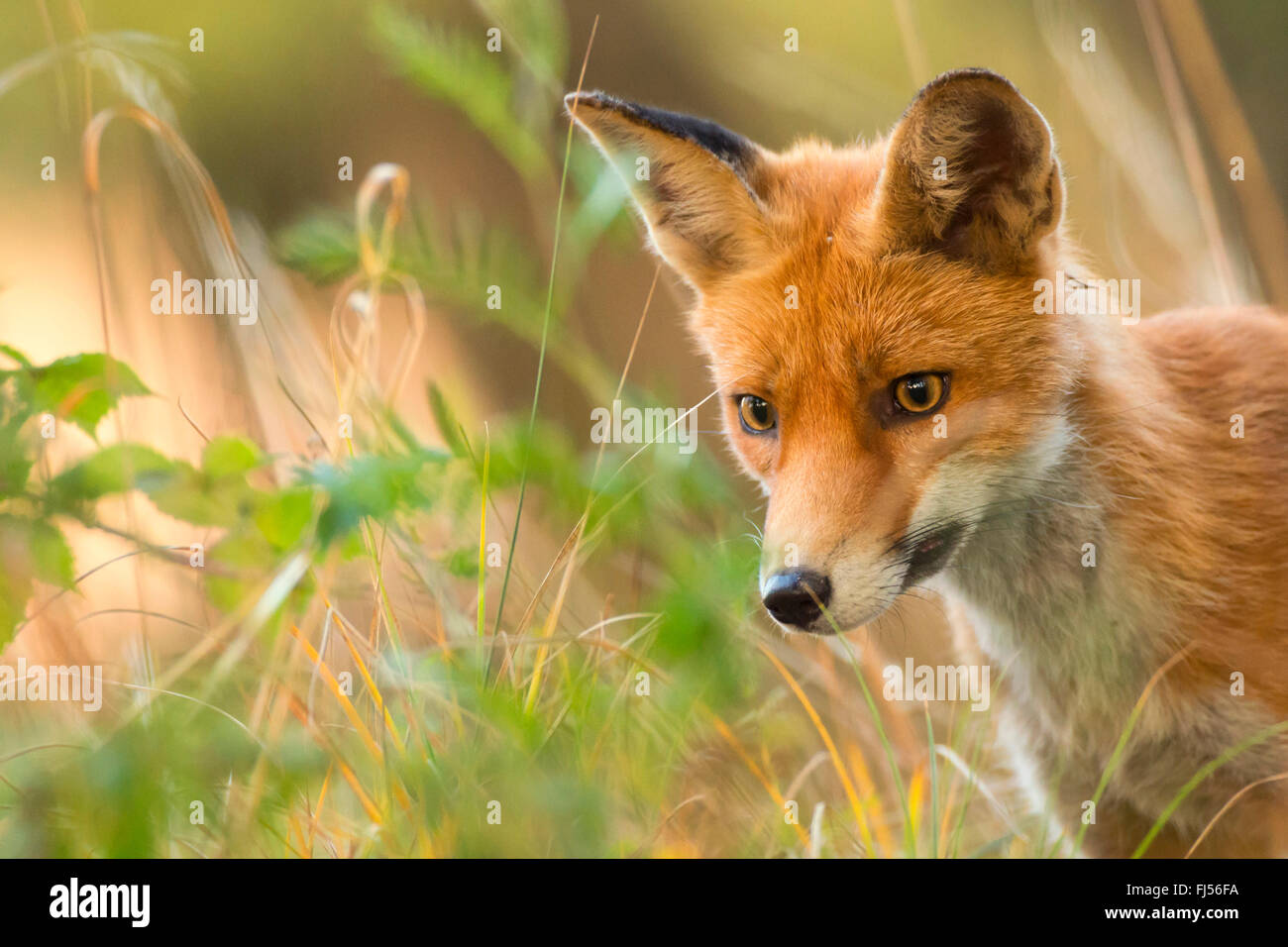 Red Fox (Vulpes vulpes vulpes), su erba alta, ritratto, Germania, il Land Brandeburgo Foto Stock