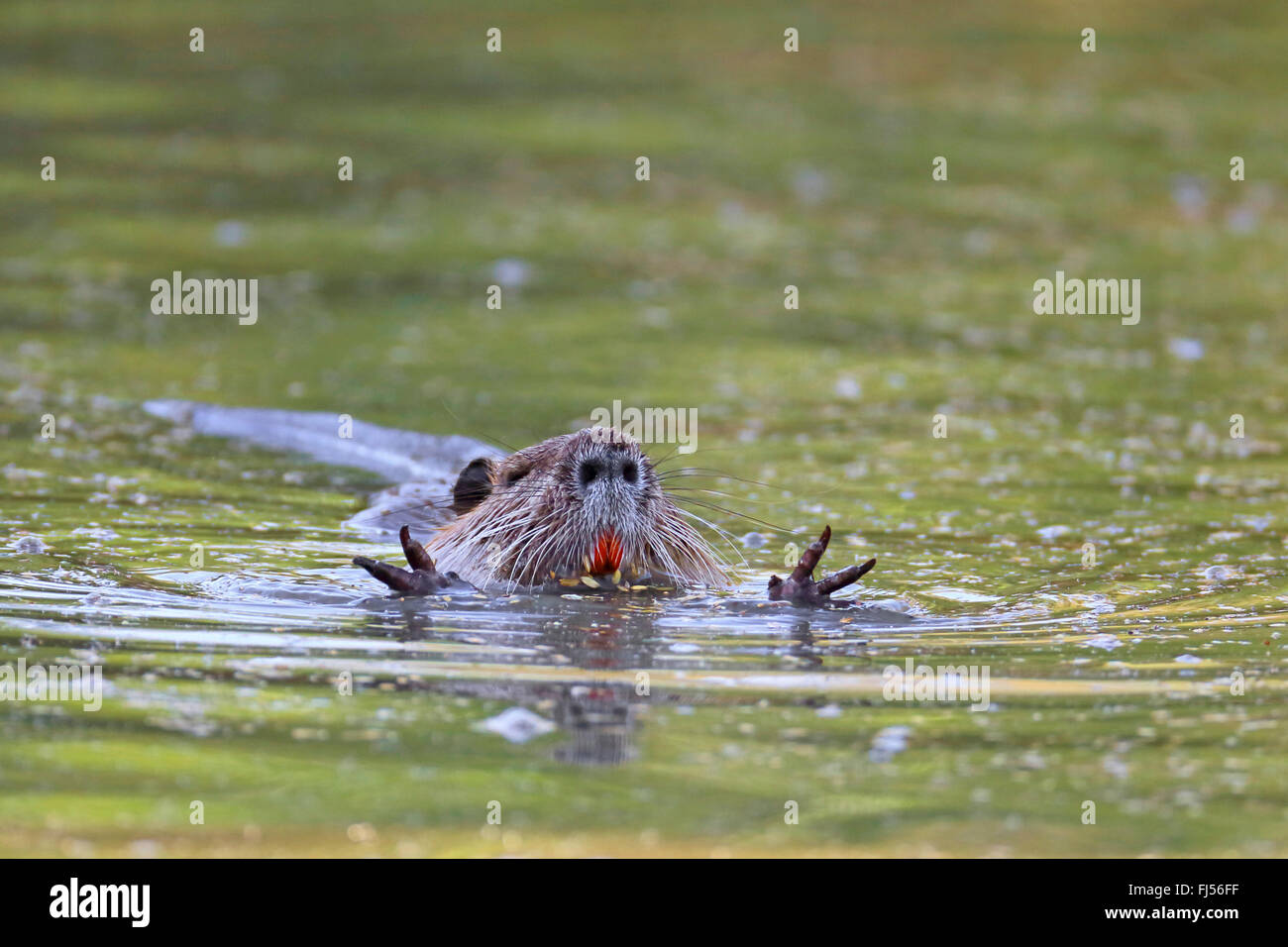 Coypu, nutria (Myocastor coypus), piscina, vista frontale, Francia, Camargue Foto Stock