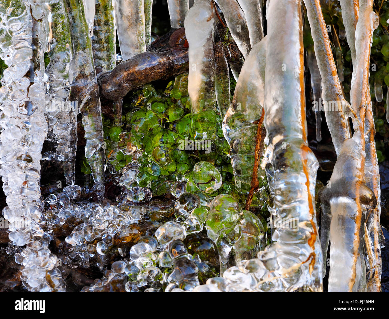 Piante congelate in inverno, in Germania, in Sassonia, montagne Erz, Schwarzwassertal Foto Stock