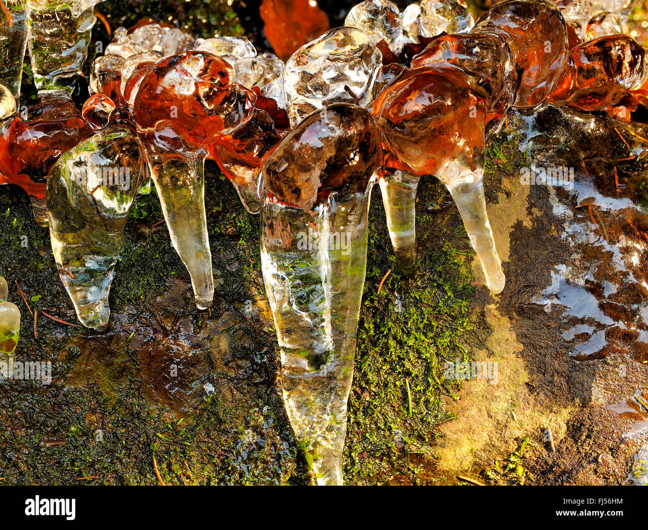 Piante congelate in inverno, in Germania, in Sassonia, montagne Erz, Schwarzwassertal Foto Stock