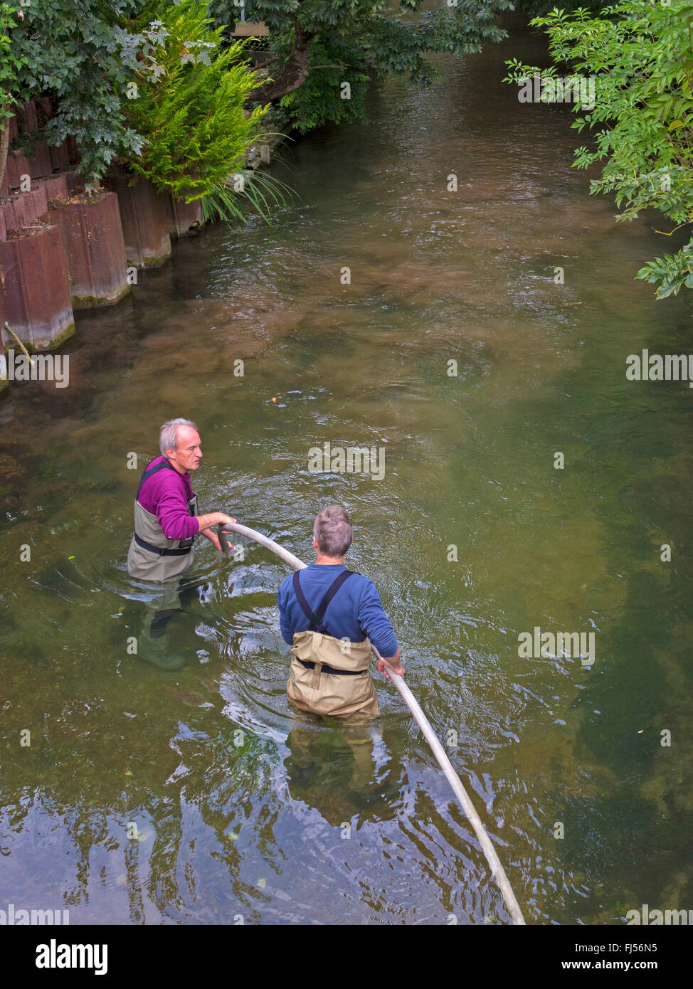 La trota fario trota di fiume, trota di fiume (Salmo trutta fario), due persone pulizia del vivaio in un fiume, in Germania, in Baviera, Die Dorfen, Schwaig Foto Stock