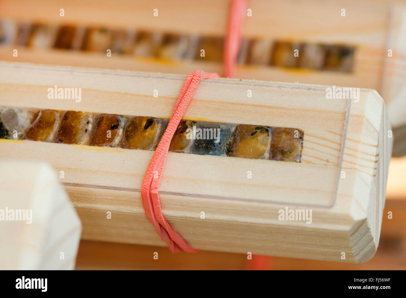 Wild bee hotel con visibili cellule di allevamento, Germania Foto Stock
