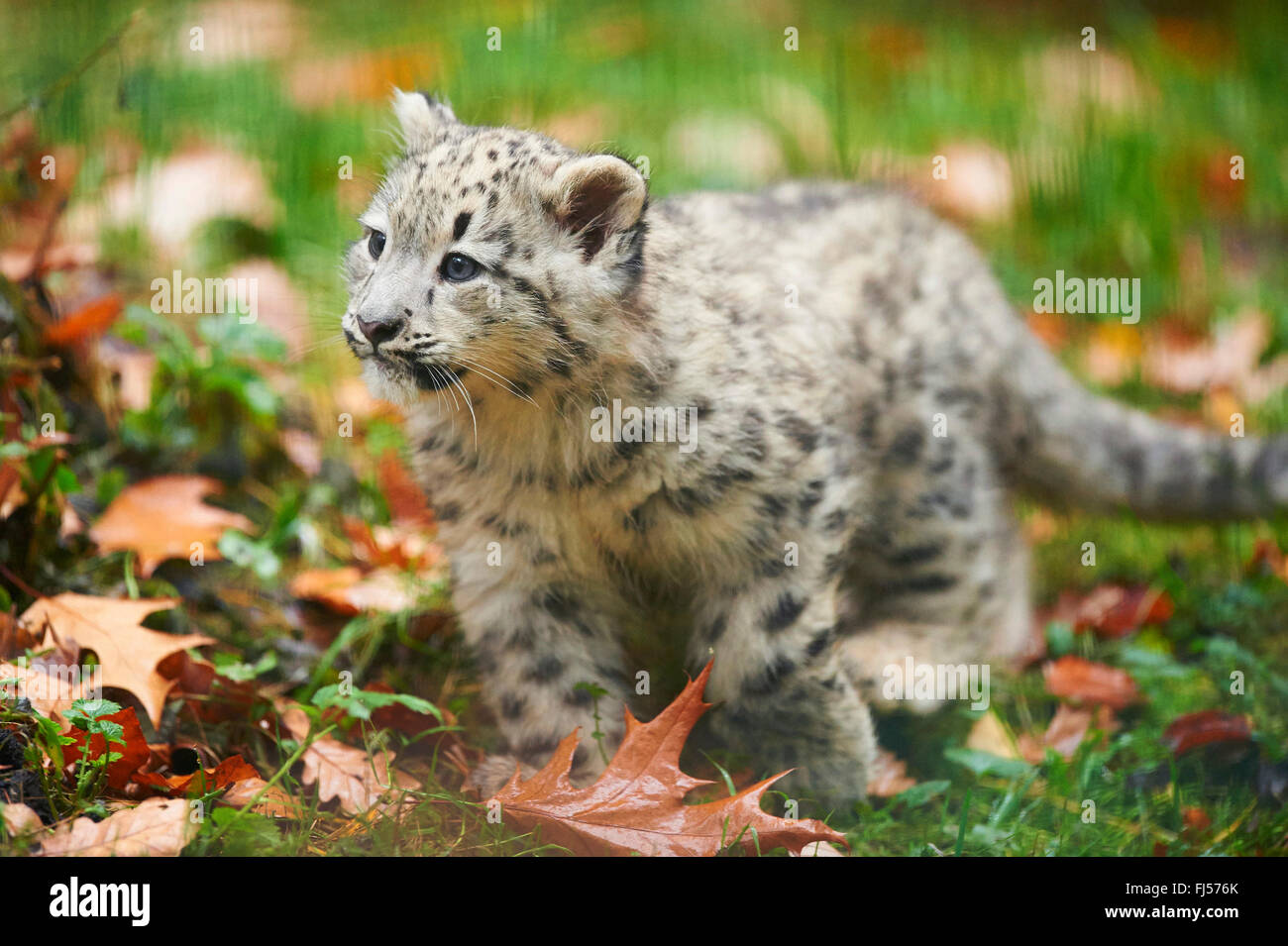 Snow Leopard (Uncia uncia, Panthera uncia), cub camminando in un prato in autunno Foto Stock