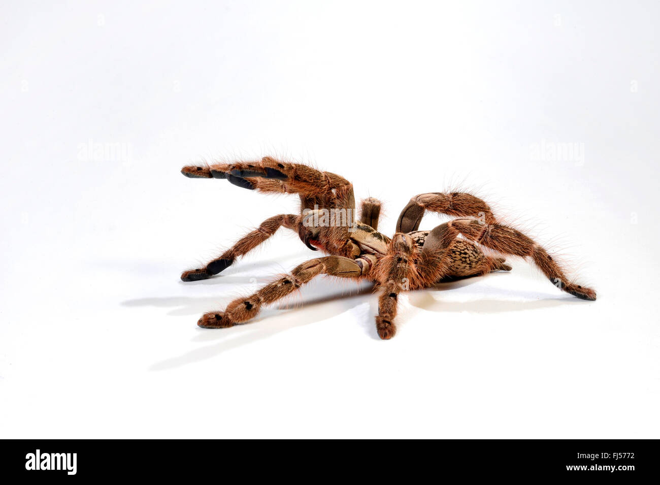 Togo babbuino Starburst, ornamento Tarantula (Heteroscodra maculata), in difesa con cheliceres extendes, cut-out Foto Stock