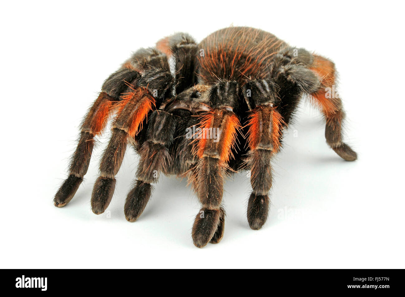 Redleg messicano tarantola, redleg messicano, rosso-gambe (tarantula Brachypelma emilia), in difesa della postura, cut-out Foto Stock