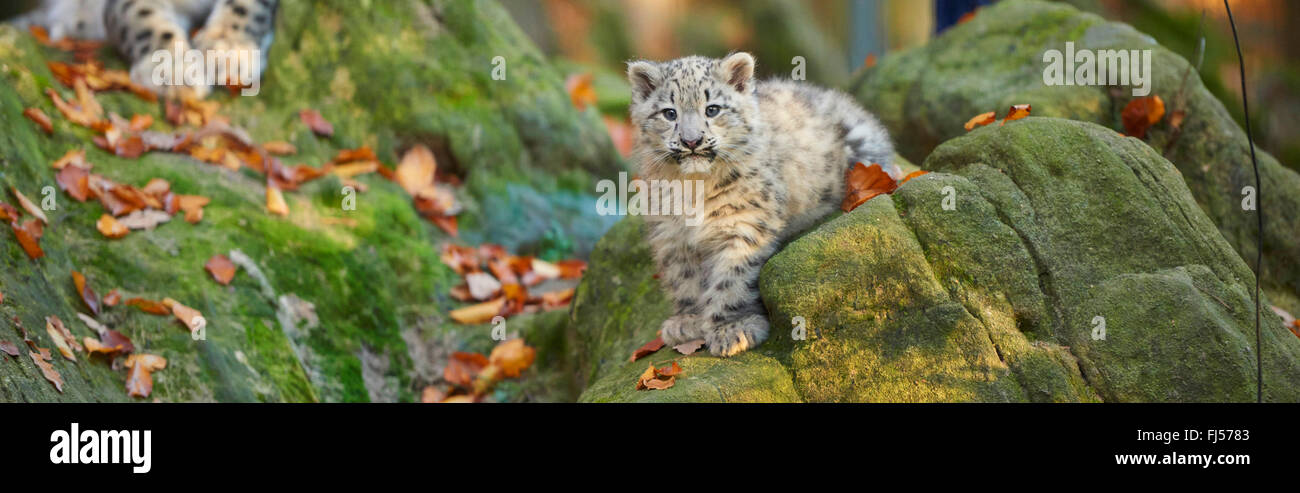 Snow Leopard (Uncia uncia, Panthera uncia), cub su un masso di muschio Foto Stock