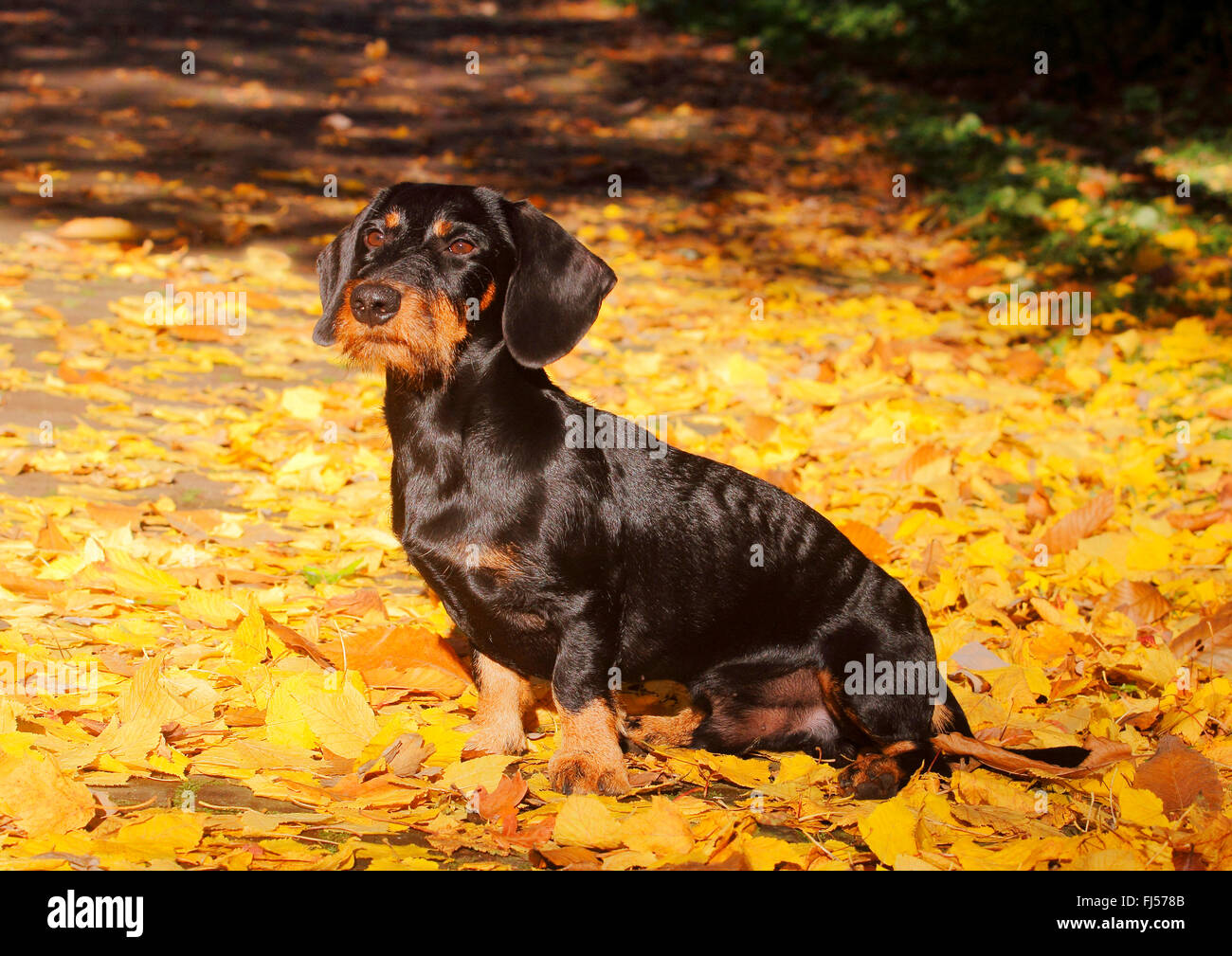 Wire-haired bassotto, Filo-dai capelli del cane di salsiccia, cane domestico (Canis lupus f. familiaris), diciannove mesi vecchio cane maschio in seduta fogliame di autunno, vista laterale, Germania Foto Stock