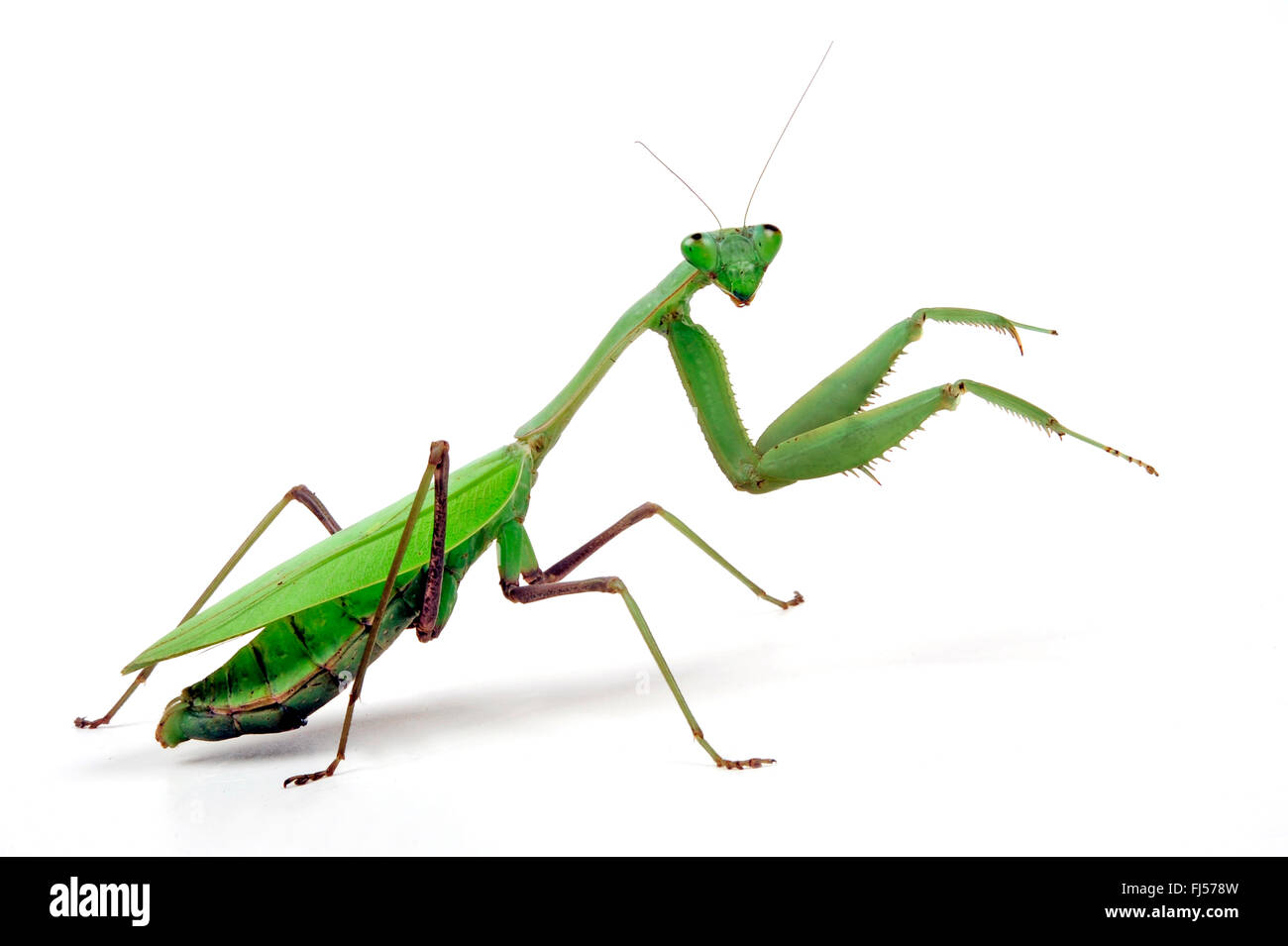 Gigantesca mantide asiatici (Hierodula membranacea), cut-out Foto Stock