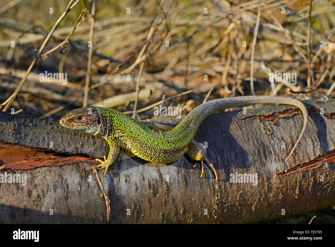 Eastern Ramarro, Europeo ramarro, Smeraldo lizard (Lacerta viridis, Lacerta viridis viridis), su un albero caduto tronco, Romania, Moldau Foto Stock