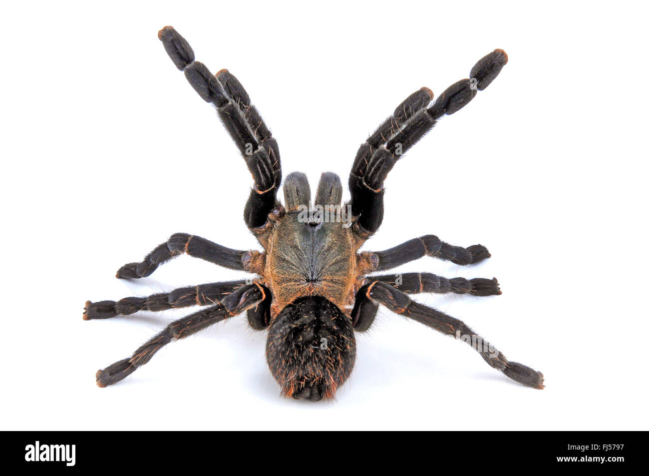 Tarantula (Ornithoctonus costalis, Haplopelma costale), in difesa della postura, cut-out, Thailandia Foto Stock