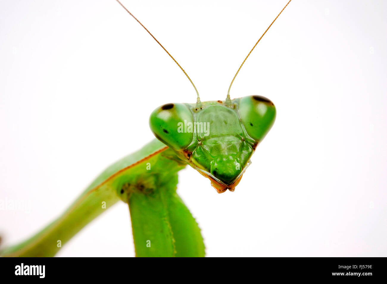 Gigantesca mantide asiatici (Hierodula membranacea), ritratto Foto Stock