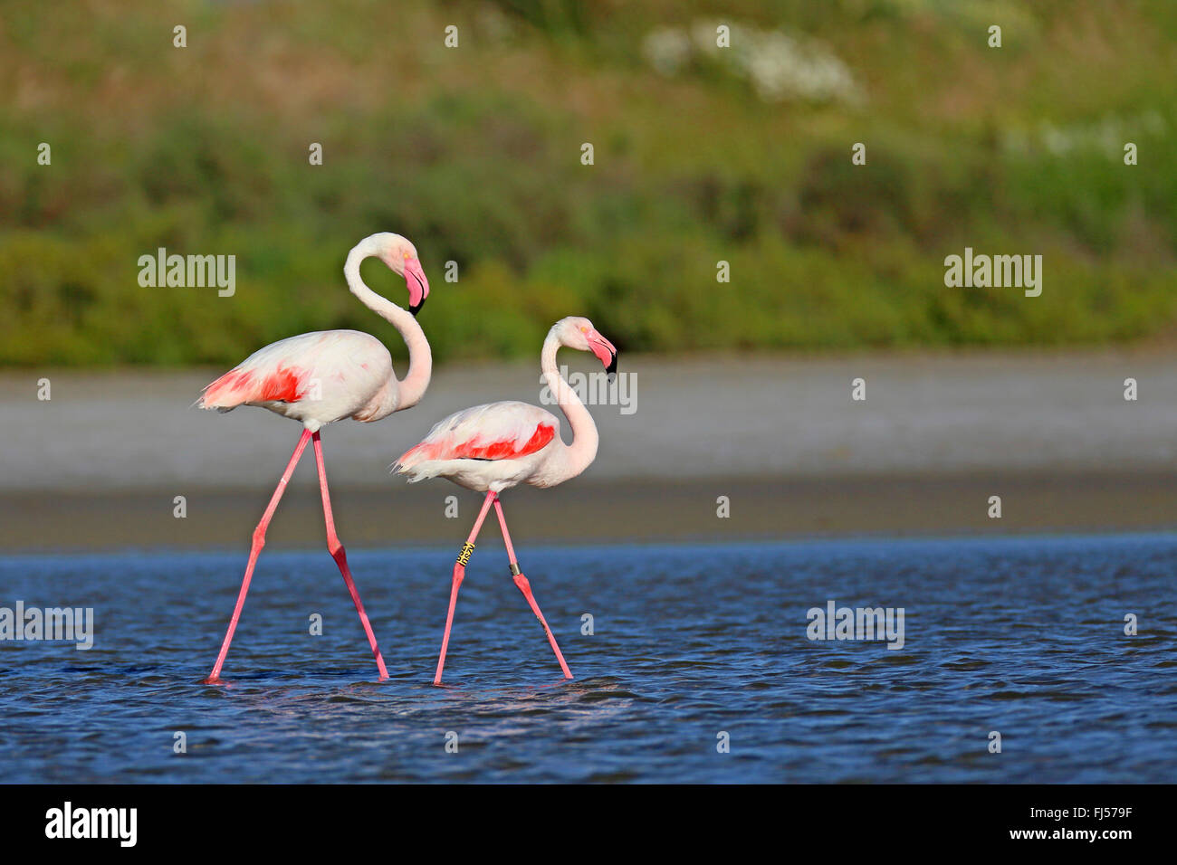 Fenicottero maggiore (Phoenicopterus roseus, Phoenicopterus ruber roseus), coppia camminare in acqua poco profonda, vista laterale, Francia, Camargue Foto Stock