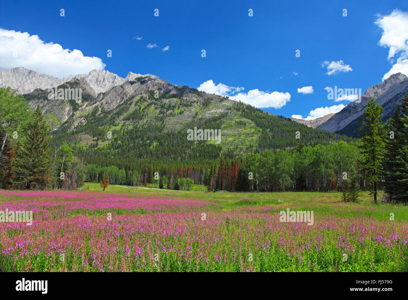 Il Fiume Bow Valley con popolazione willowherb, Canada, Alberta, il Parco Nazionale di Banff Foto Stock