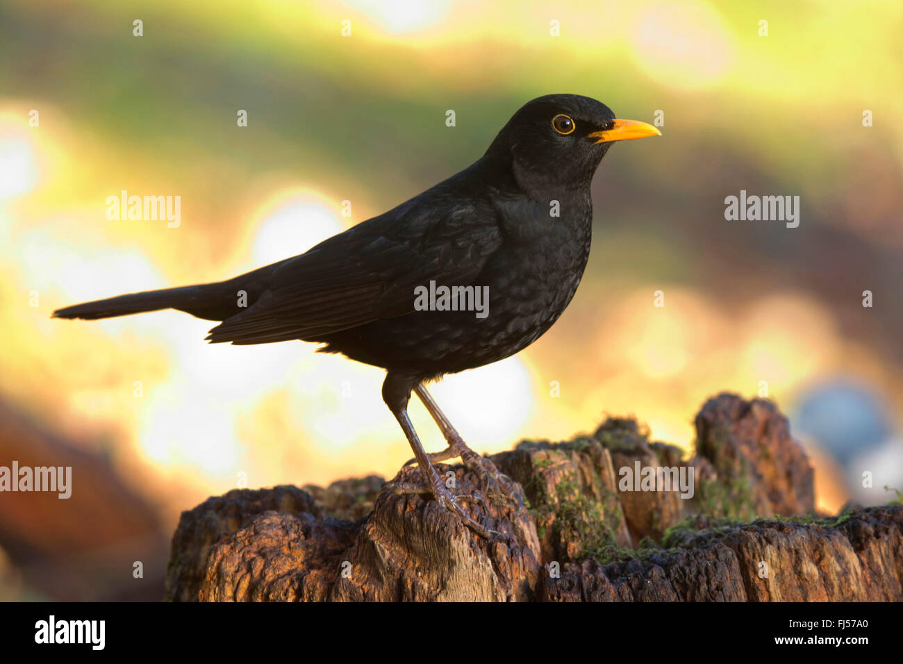 Merlo (Turdus merula), maschio blackbird in inverno, vista laterale, in Germania, in Renania settentrionale-Vestfalia Foto Stock