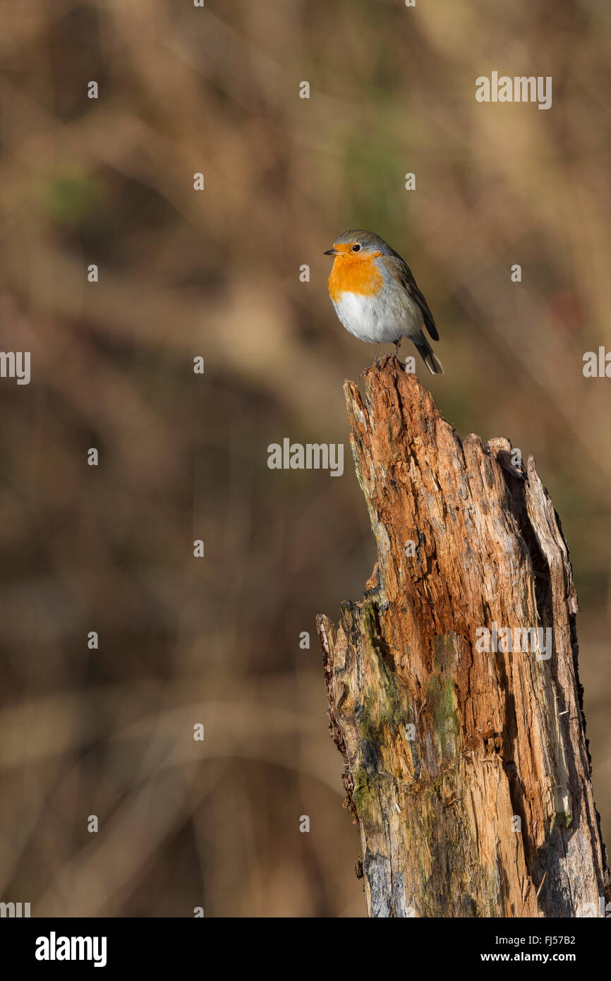 Unione robin (Erithacus rubecula), seduti su deadwood, vista laterale, Germania Foto Stock