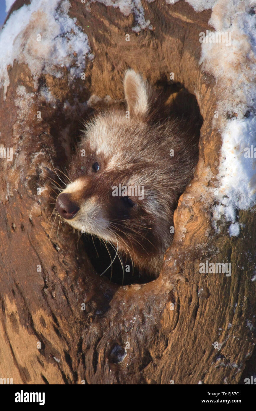Procione comune (Procione lotor), guardando fuori un foro albero in inverno, in Germania, in Renania settentrionale-Vestfalia Foto Stock