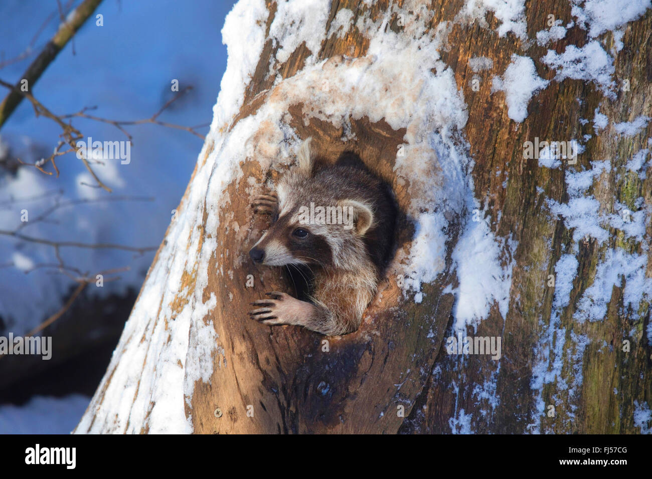 Procione comune (Procione lotor), guardando fuori un foro albero in inverno, in Germania, in Renania settentrionale-Vestfalia Foto Stock