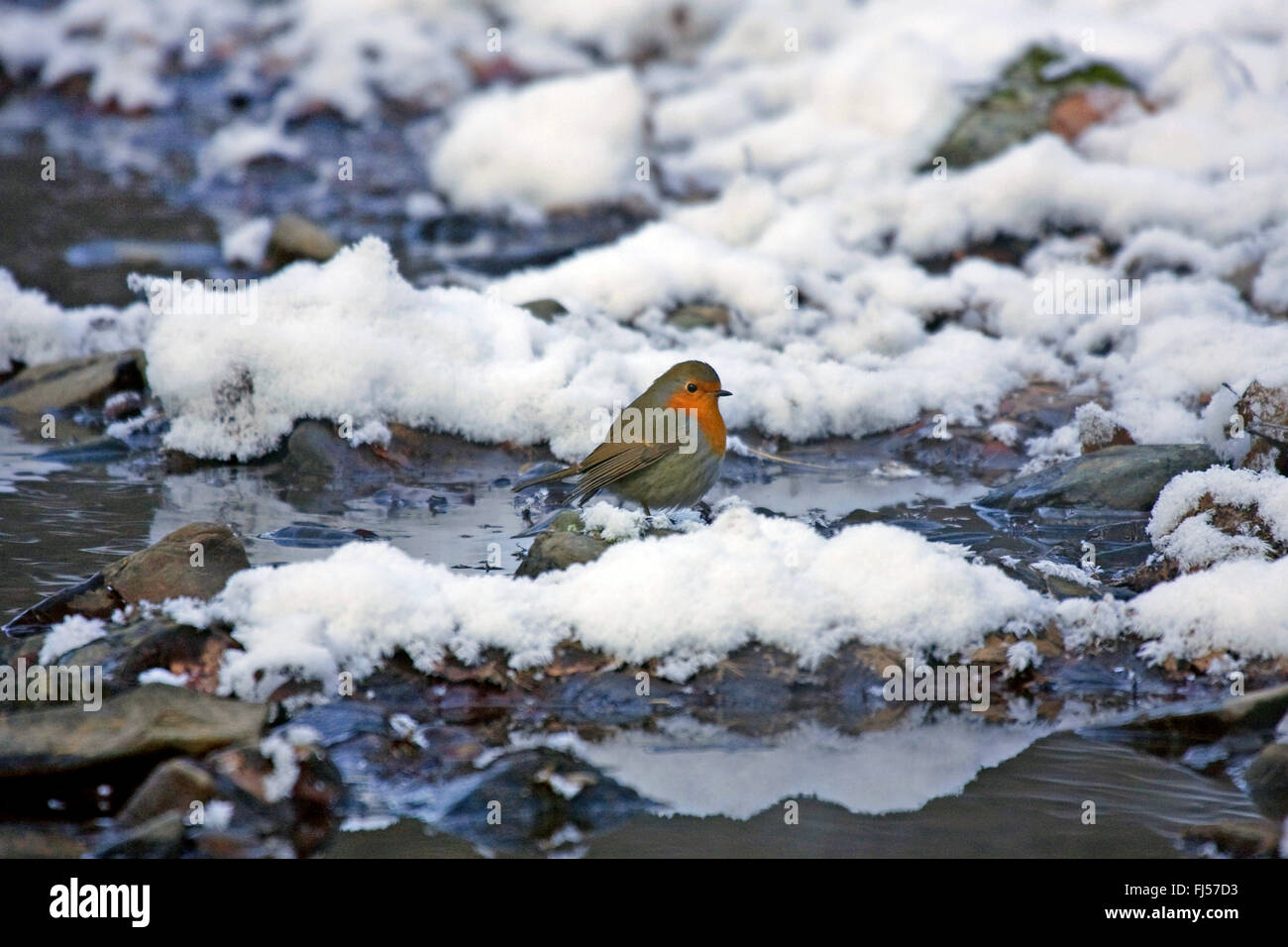 Unione robin (Erithacus rubecula), in presenza di neve in un torrente, in Germania, in Renania settentrionale-Vestfalia Foto Stock