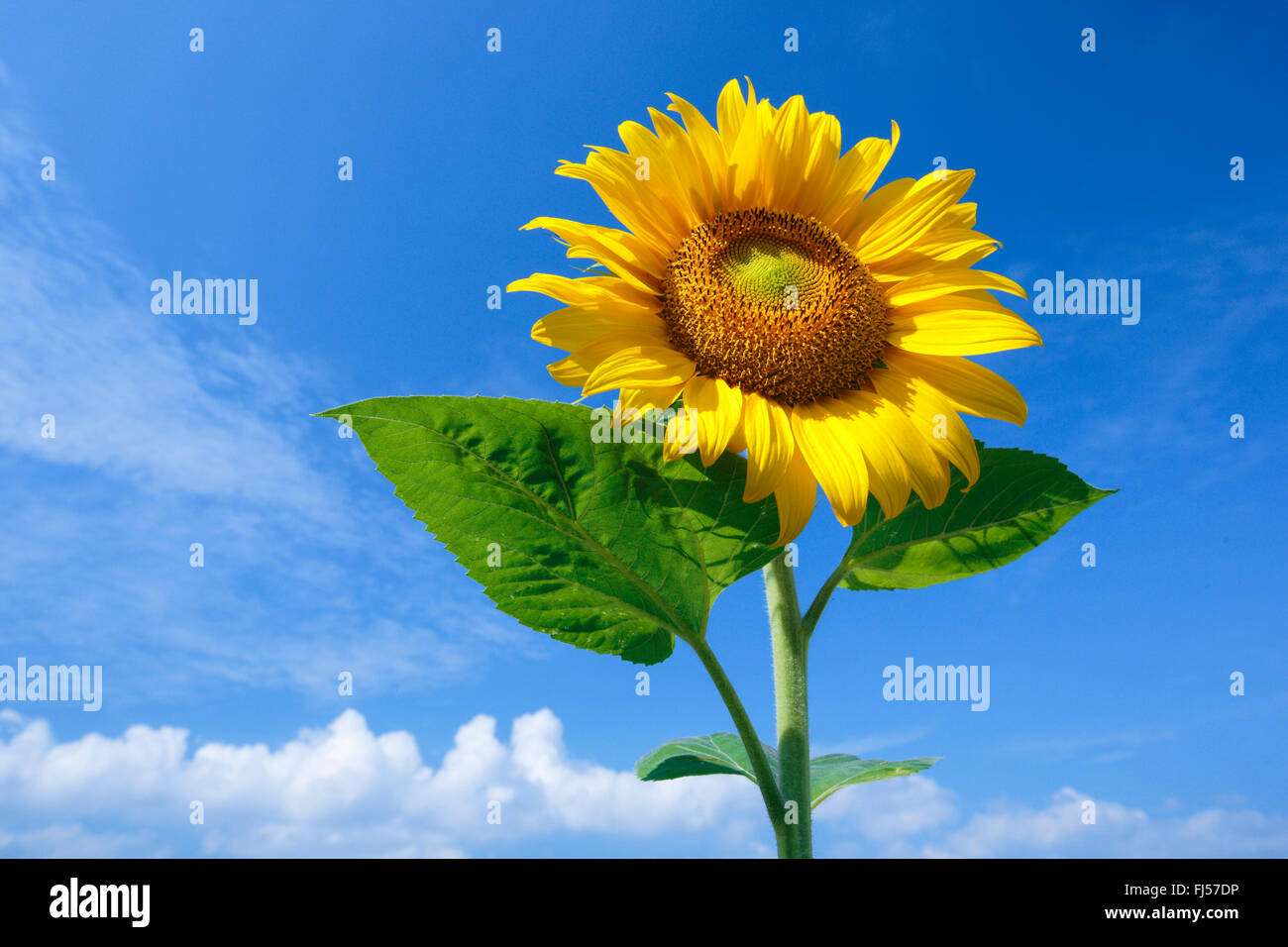 Comune di girasole (Helianthus annuus), girasole singola nella parte anteriore del cielo blu, Svizzera, Zuercher bernese Foto Stock