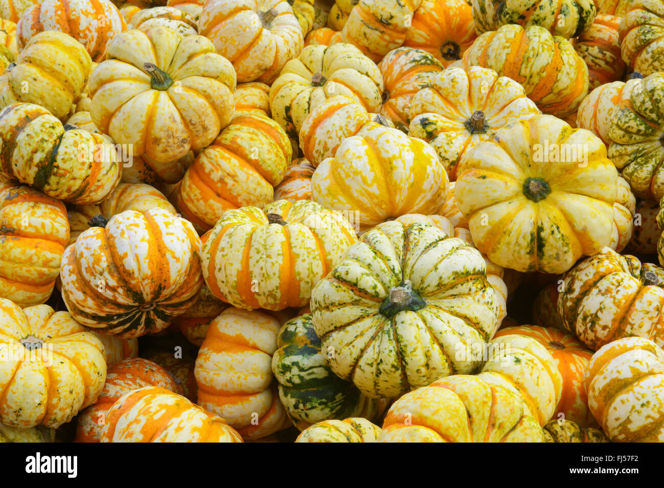 Zucca (Cucurbita spec.), spremute, Svizzera Foto Stock