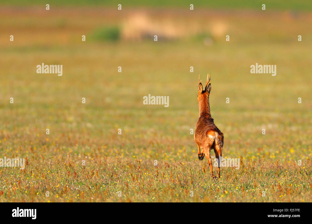 Il capriolo (Capreolus capreolus), in fuga il capriolo, vista posteriore, Paesi Bassi, Frisia Foto Stock