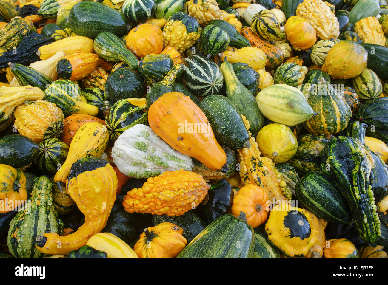 Zucca ornamentale (Cucurbita pepo convar. microcarpina), molti differenti di zucca ornamentale Foto Stock