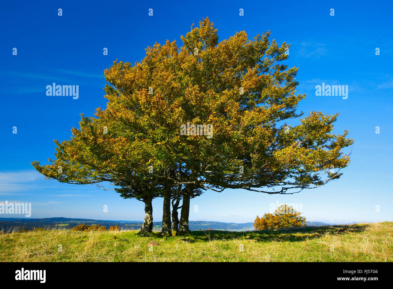Comune di faggio (Fagus sylvatica), grove su una collina, Svizzera, Neuchâtel Foto Stock
