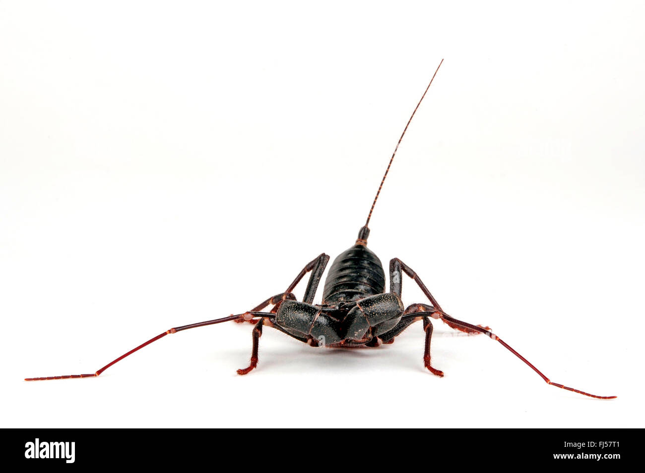 Giant vinegaroon, frusta scorpion (Mastigoproctus giganteus), North American frusta scorpion, cut-out Foto Stock Giant vinegaroon, frusta scorpion (Mastigoproctus giganteus), North American frusta scorpion, cut-out Foto Stock