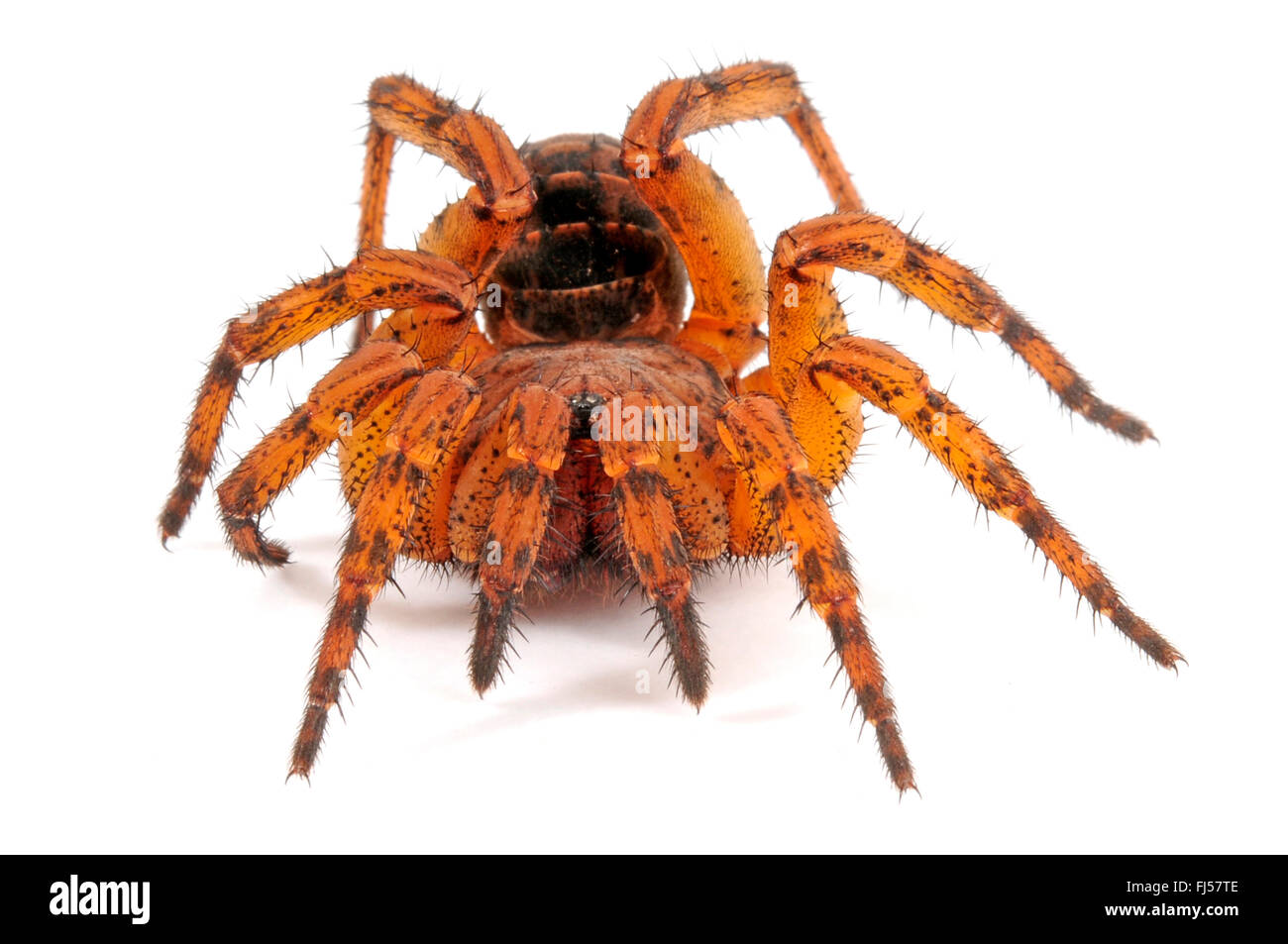 Botola di spider (Liphistius erawan), molto velenose botola spider dalla Thailandia, cut-out, Thailandia Foto Stock