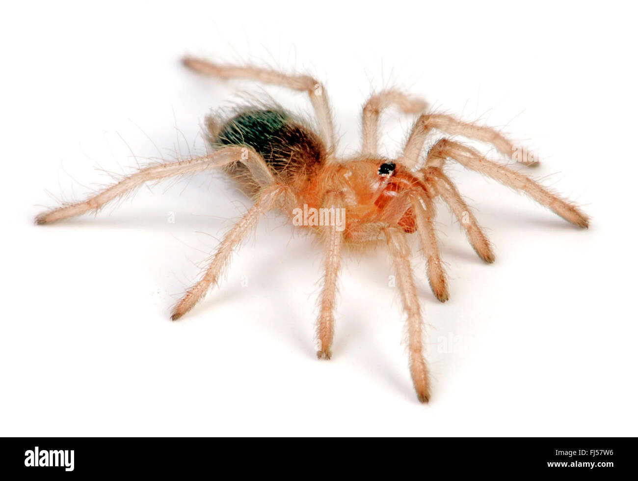 Redleg messicano tarantola, redleg messicano, rosso-gambe (tarantula Brachypelma emilia), giovane messicano redleg tarantola Foto Stock