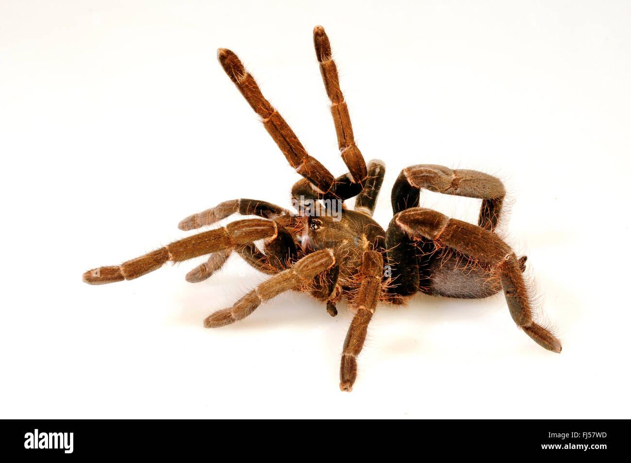 Rosso Camaroon tarantola, gigantesco ragno di babbuino (Hysterocrates gigas), in difesa della postura, cut-out Foto Stock