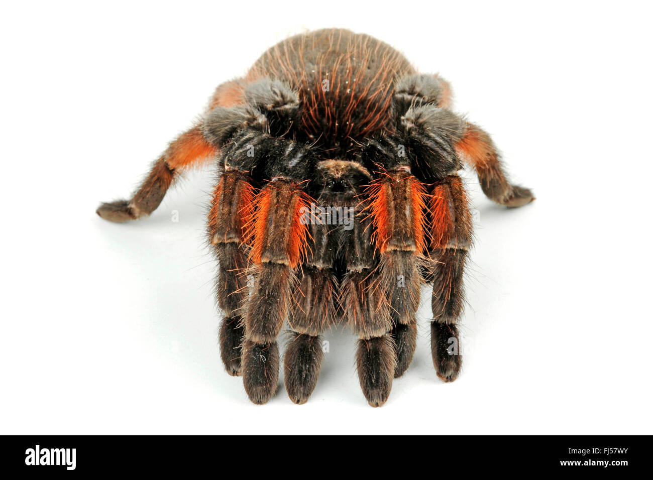 Redleg messicano tarantola, redleg messicano, rosso-gambe (tarantula Brachypelma emilia), in difesa della postura, cut-out Foto Stock