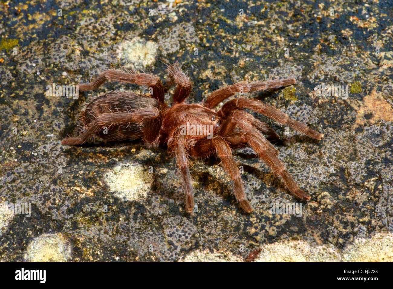 Bird spider (Catumiri argentinense ), nel terrarium, Cile Foto Stock