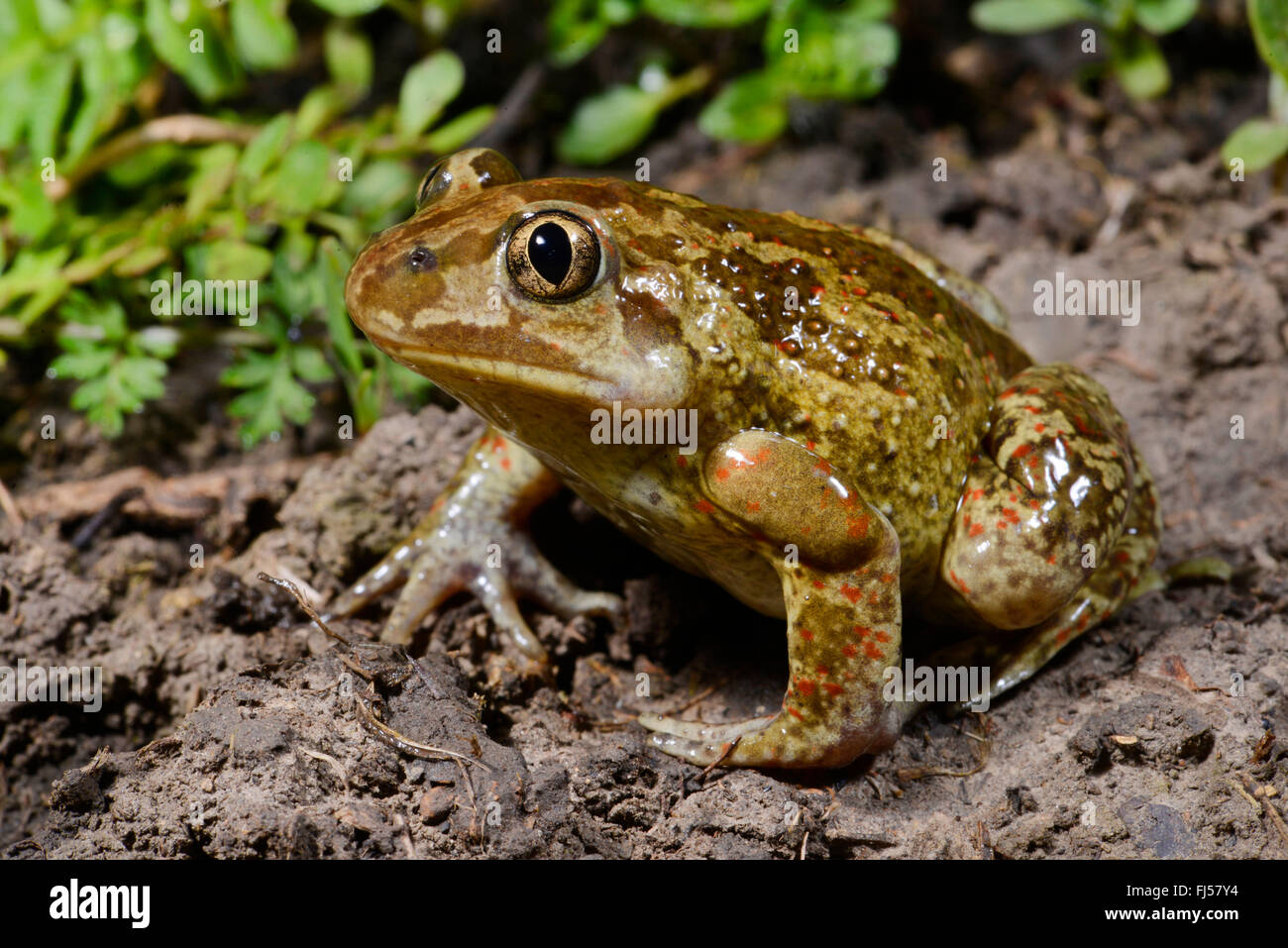 Common spadefoot, aglio toad (Pelobates fuscus), maschio seduta sul terreno con il sesso delle ghiandole al braccio superiore, Romania, Iași Foto Stock