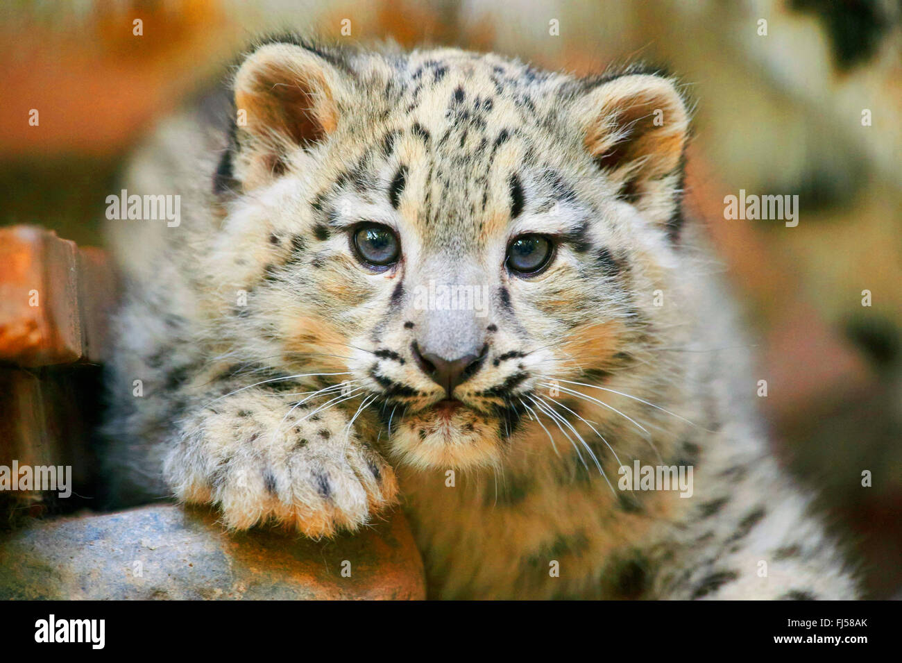 Snow Leopard (Uncia uncia, Panthera uncia), leopard cub, ritratto Foto Stock
