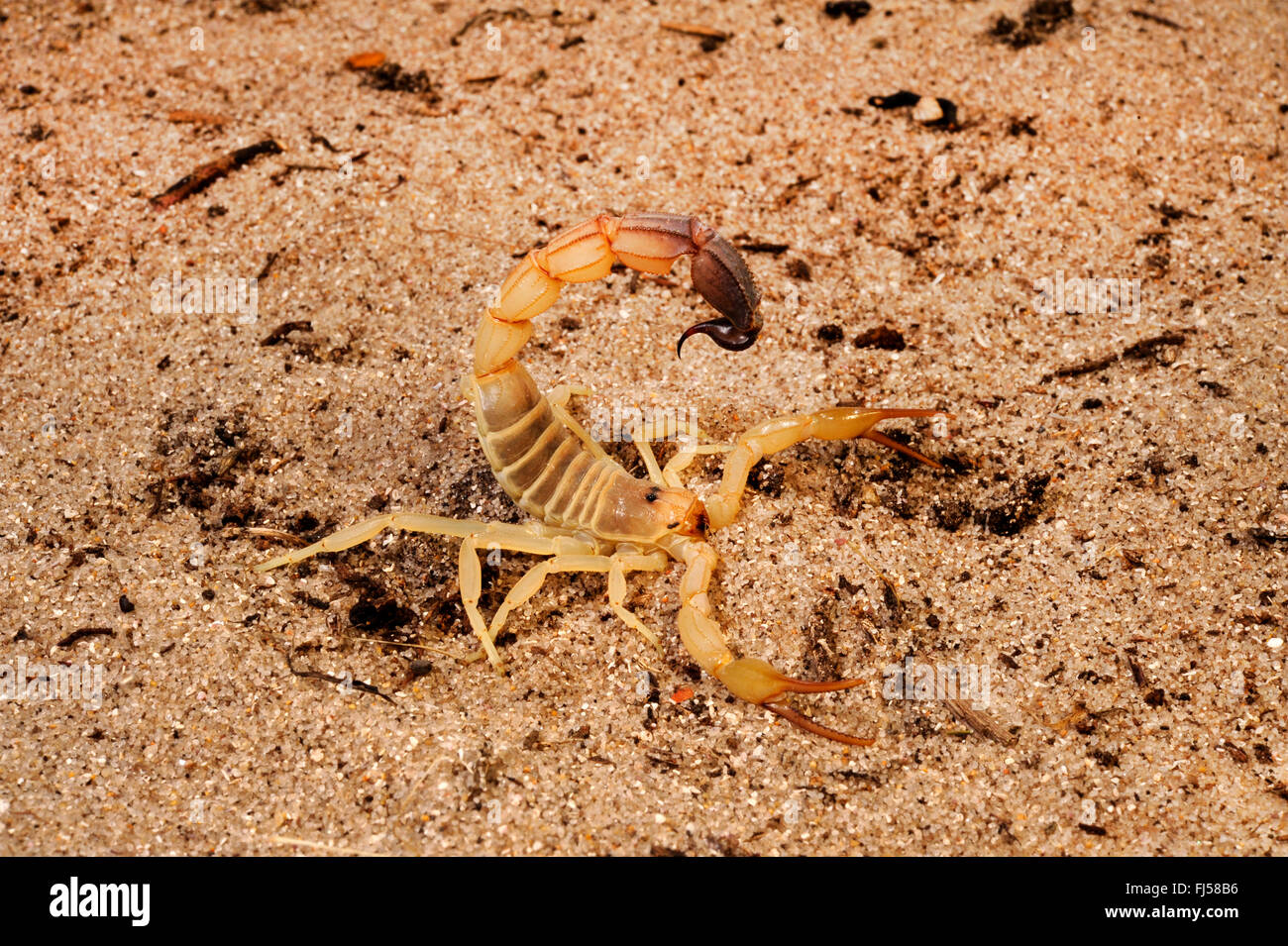 Fattailed scorpion, Fat-tailed scorpion, African fat-tailed scorpion (Androctonus australis), Passeggiate nel deserto in difesa Foto Stock