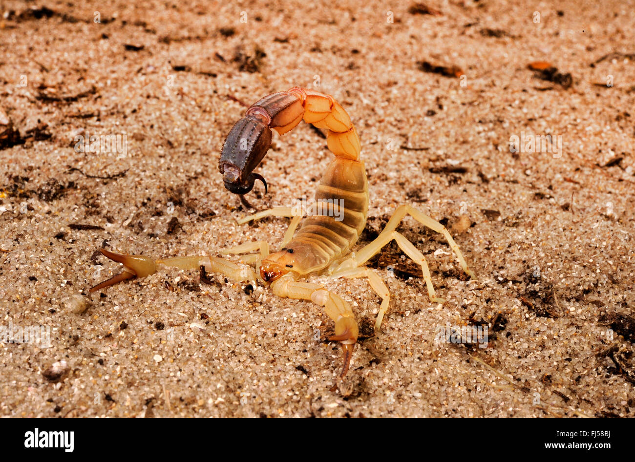Fattailed scorpion, Fat-tailed scorpion, African fat-tailed scorpion (Androctonus australis), Passeggiate nel deserto in difesa Foto Stock
