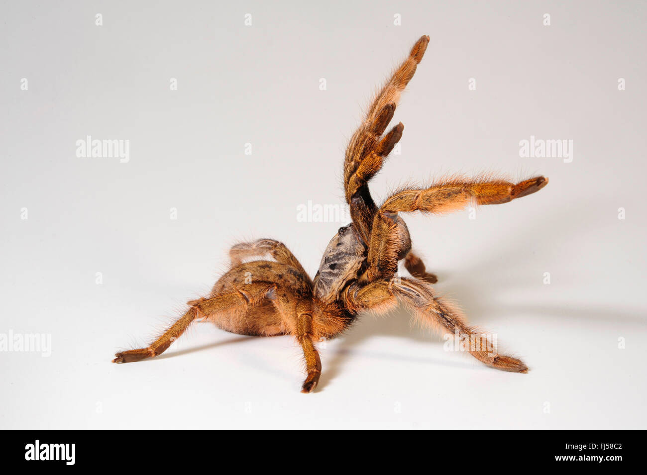 Golden babbuino, tatanula, Mozambico babbuino oro (Augacephalus ezendami, Ceratogyrus ezendami), in difesa della postura, Mozambico Foto Stock