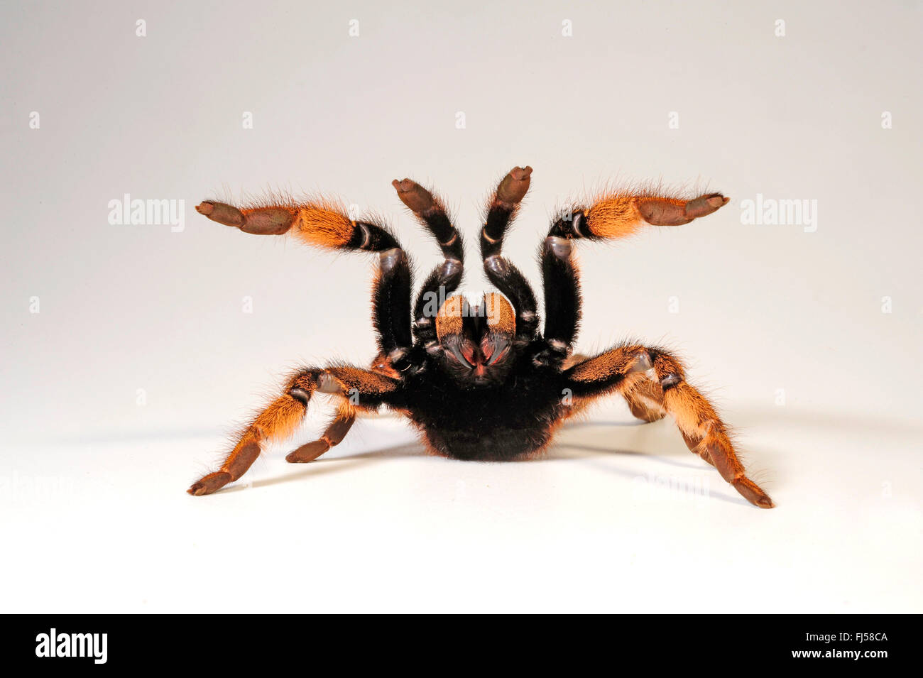 Golden babbuino, tatanula, Mozambico babbuino oro (Augacephalus ezendami, Ceratogyrus ezendami), in difesa della postura, Mozambico Foto Stock