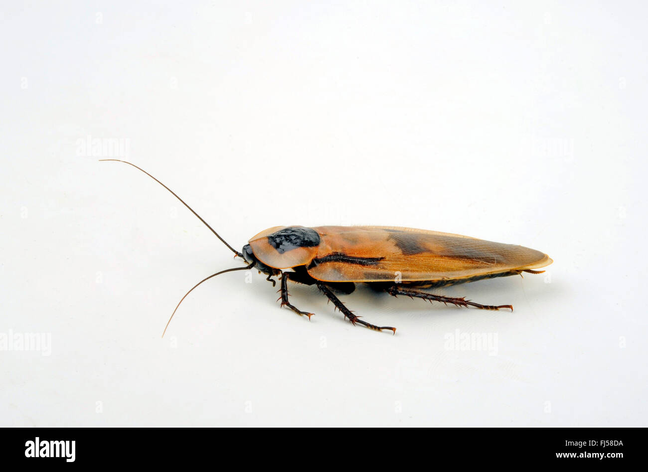 La morte la testa scarafaggio (Blaberus craniifer), cut-out Foto Stock