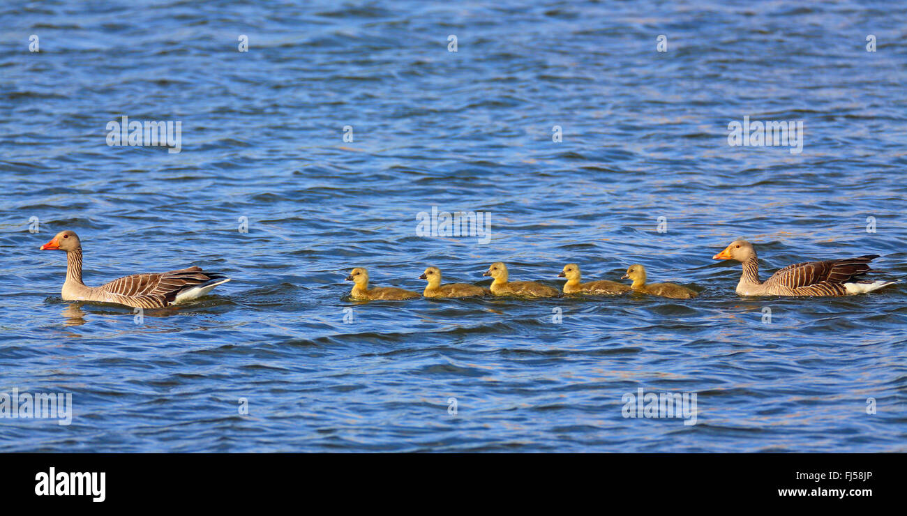 Graylag goose (Anser anser), oche famiglia nuotare in un lago, vista laterale, Paesi Bassi, Frisia Foto Stock